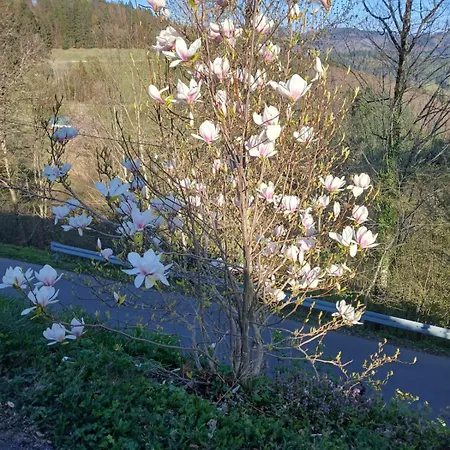Ferienwohnung Auf Dem Bueckle Kleines Wiesental Buitenkant foto